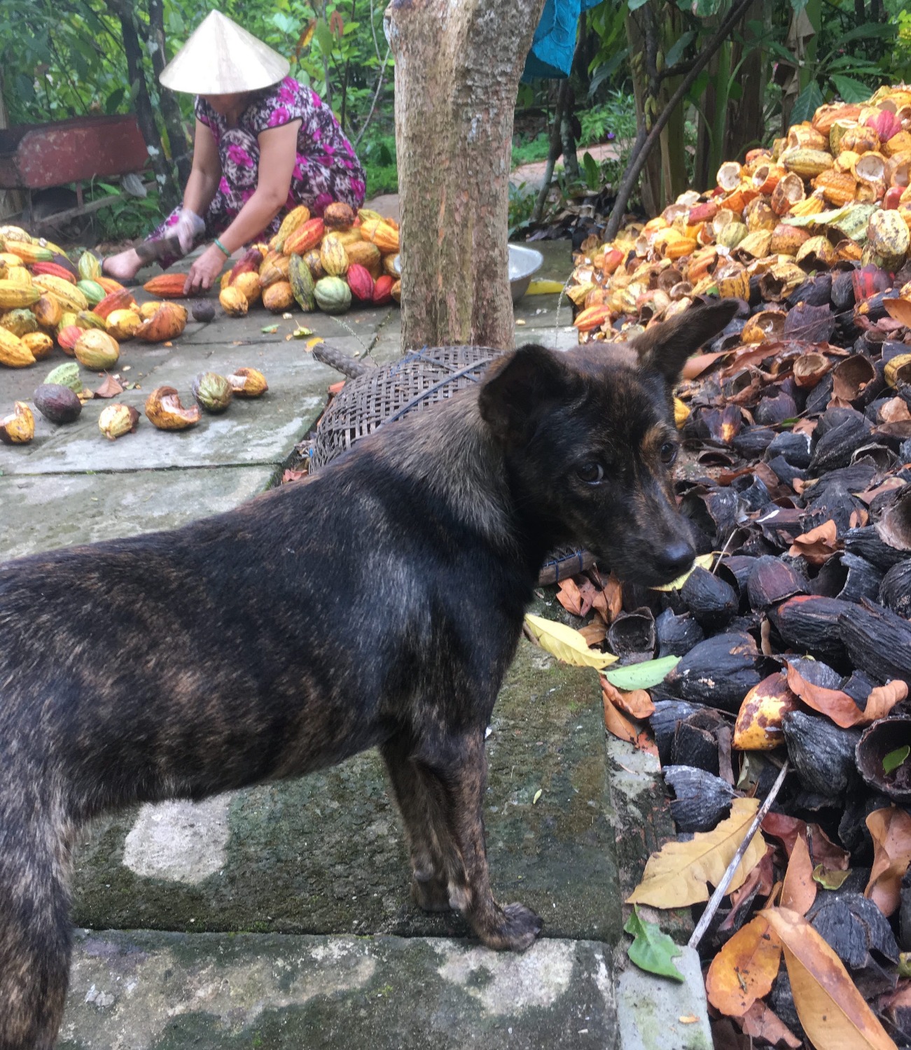 ベトナム最高品質のカカオ Sungela Bean To Bar Chocolate ベトナムのカカオ