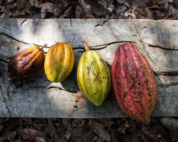 カカオテーブル