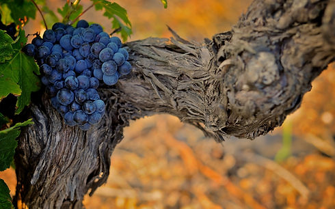image for What makes a shiraz special.jpg