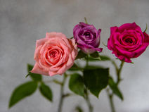 HAVE YOU NOTICED THE ROSES?