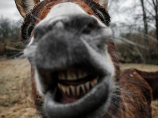 WHEN DONKEYS DO THE DRIVING
