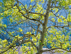 shoalwater_backlit_aspen.jpg