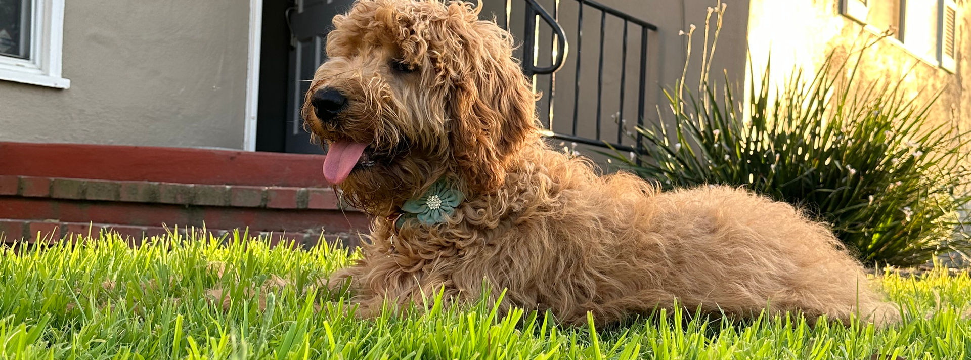 Chilling in her front yard