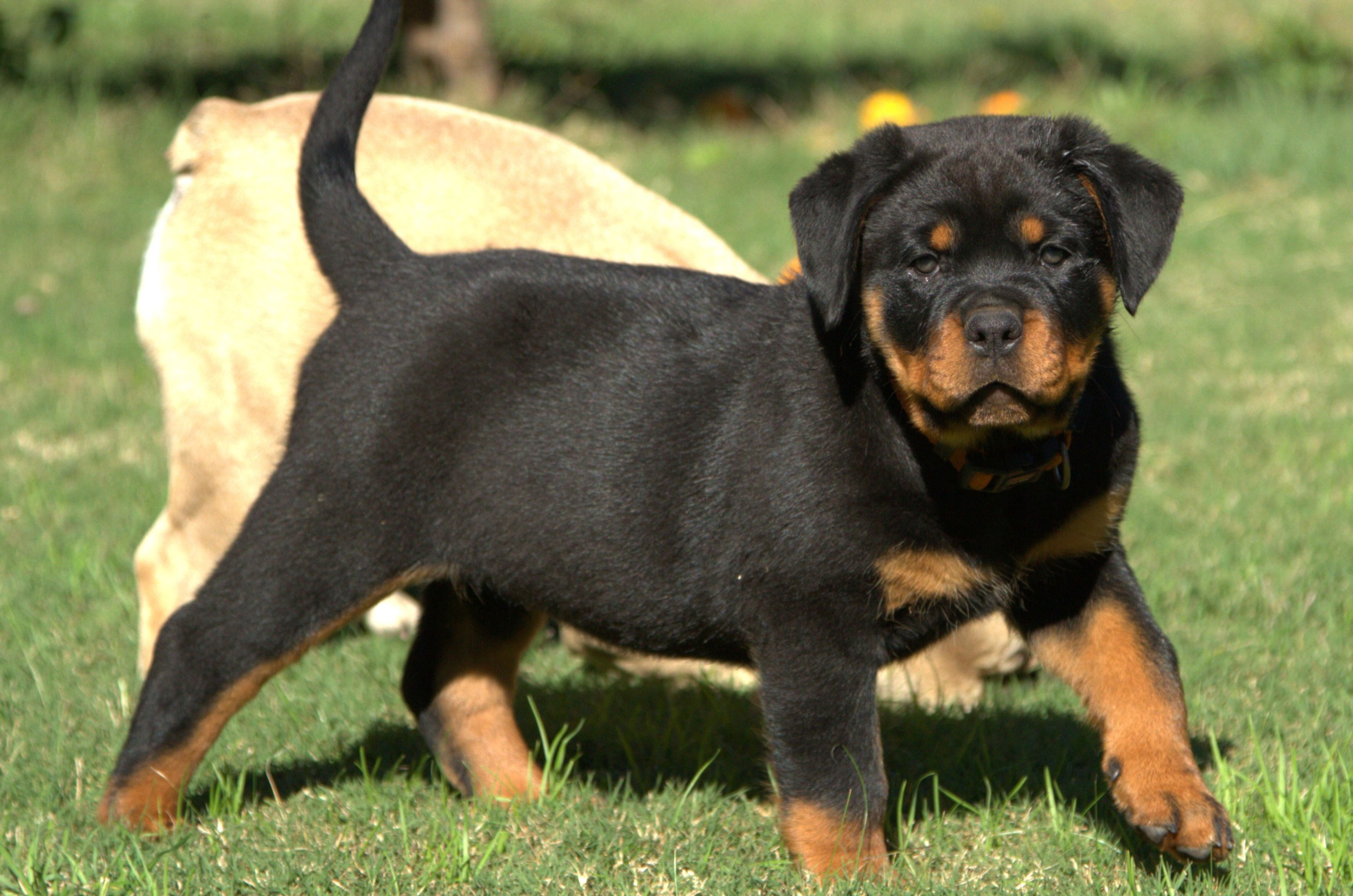Von Halla Rottweilers Puppies For sale Perth