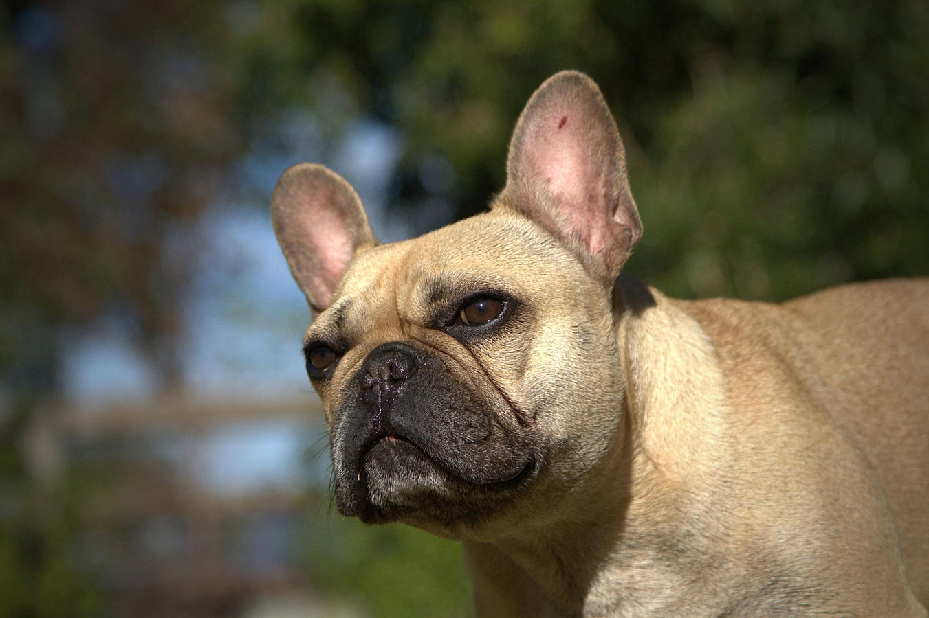 Puppies Perth Von Halla Rottweiler & French Bulldog
