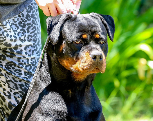 Indi 15 months 2.jpg
