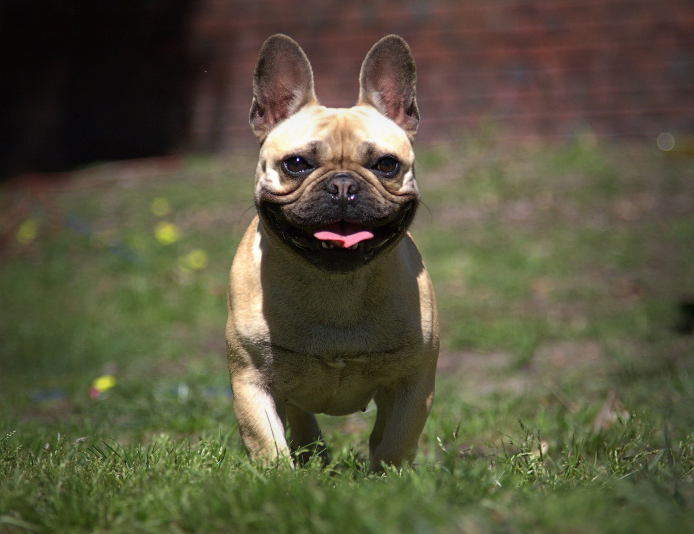 Puppies Perth Von Halla Rottweiler & French Bulldog