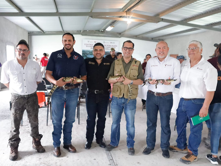 Colabora la UAT en la conservación y control del cocodrilo morelet