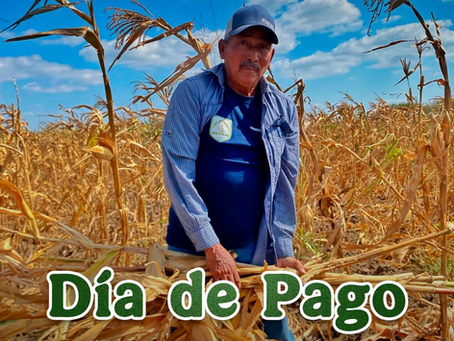 Programa Sembrando Vida: ¿Hoy reciben su pago de 6 mil 450 pesos los beneficiarios de julio? Atención, #Tamaulipas: