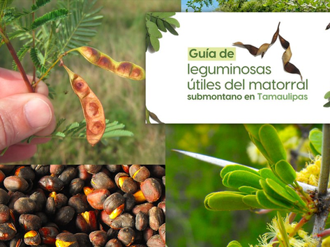La UAT invita a conocer más sobre las leguminosas y su aprovechamiento