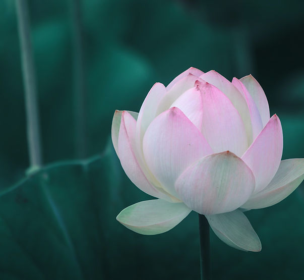 Pink Lotus Flower_edited_edited.jpg