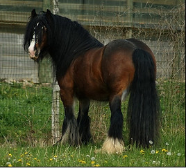 Aslan des Sabots de Bohème - Sandrine Ga