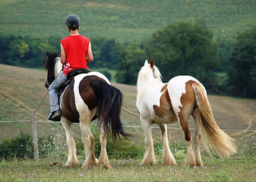 Fluffy et Barry, chevaux Gypsy Cob,  Irish Cob, abondance de crins, fanons, moustache, gipsy cob, de l’os, magnifique double croupe, caractère en or, hongre, jument, calme et générosité avec les Enfants, L'Orée des Gypsy en Ariège.