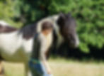 Mediation avec les chevaux, bien-être animal et developpement personnel pour l'humain, soin de l'âme - crédit photo Valérie Ferrand Haute-Garonne