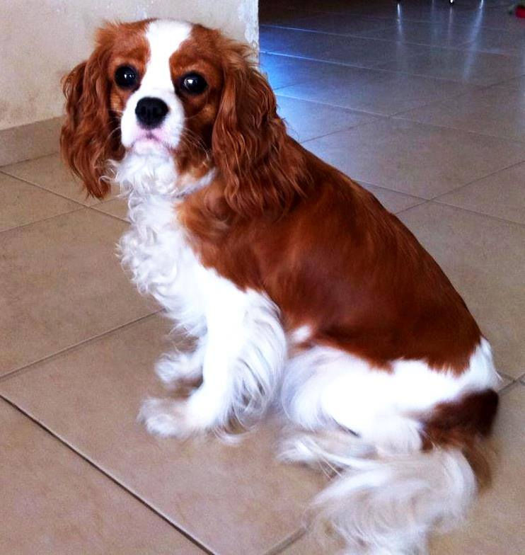 "Just Stunning King Scarlett Team"