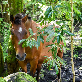 Wild Horse on the Big Island of Hawaii