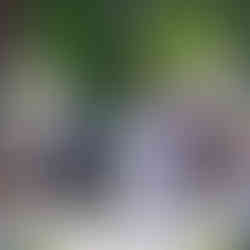 Wedding at Millennium Gardens