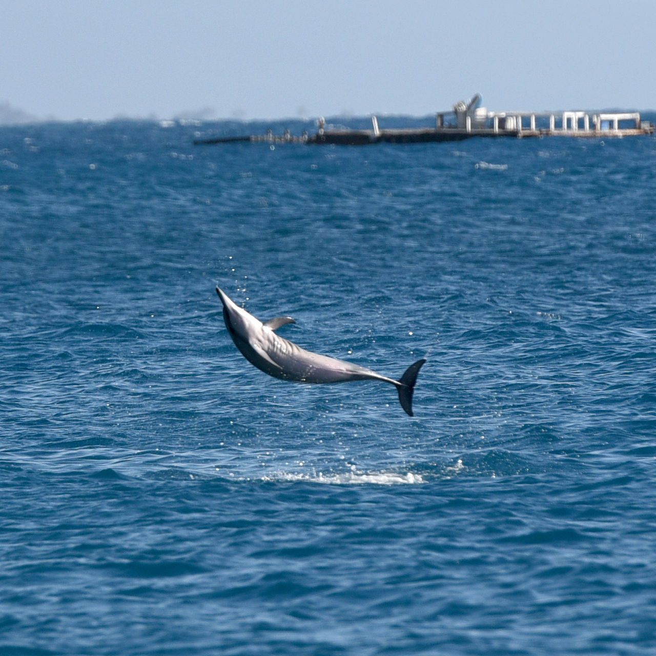 Spinner Dolphin jumping out of water near big island of Hawaii
