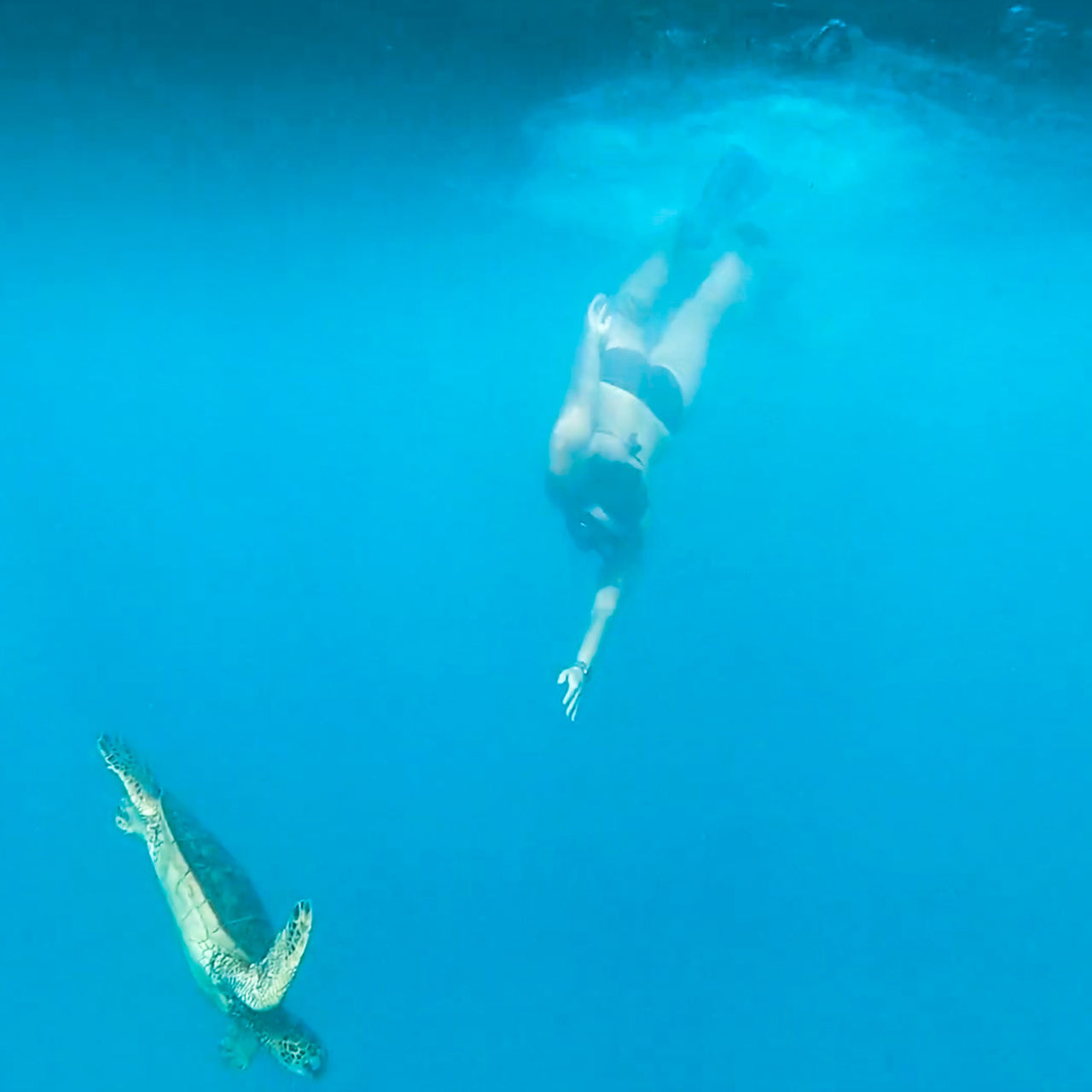 Swimming with Sea Turtles off big island of Hawaii