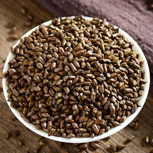 Quyết minh tử và những công dụng bạn nên biết!