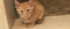 foster.jpeg