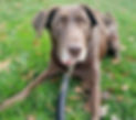 miss%252520molly%252520brown1_edited_edi