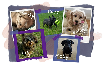 Hearts at Home Pet Sitting, Puppy Sitting, Puppy Care, Dog Care, Pet Care, puppy care near me,Yorktown Virginia