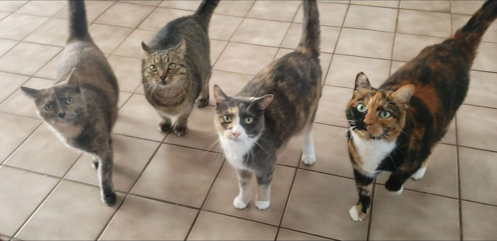 Hearts at Home Pet Sitting Yorktown Virginia
