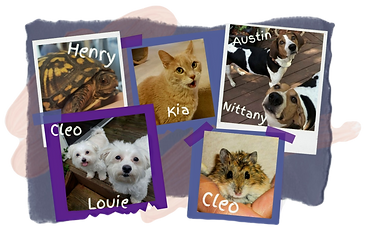 dog sitting, dog care, cat care, pet care, cat sitting, pet sitting, yorktown, virginia, dog sitter, professional pet sitter, Hearts at Home Pet Sitting, pet sitter