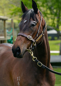 No Nay Never x Danalicious HS.jpg