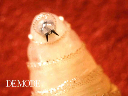 First US Human Case of Flesh-Eating Screwworm Reported