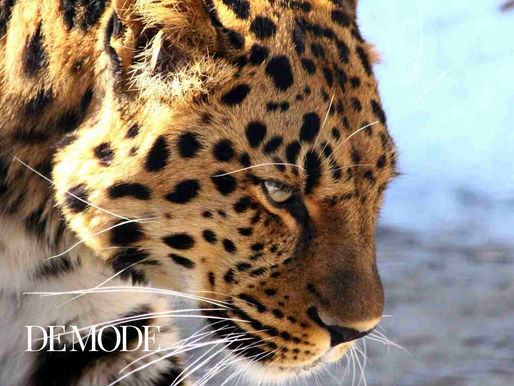 "PAWS FOR CELEBRATION - THE CONSERVATION VICTORY OF THE AMUR LEOPARD": DE MODE GLOBAL