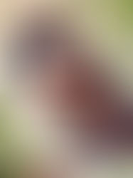 WORLD SPARROW DAY: RAISING AWARENESS FOR CONSERVATION