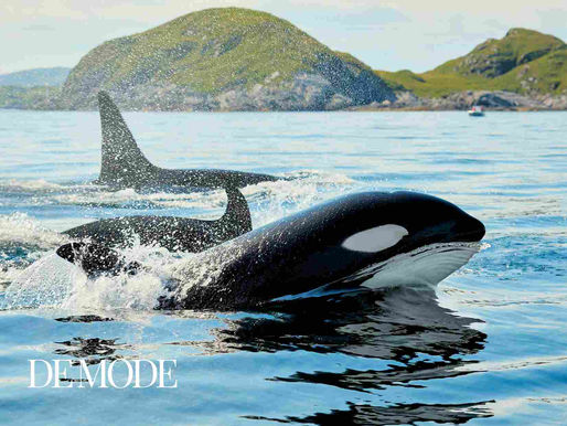 "DIVING WITH GIANTS - EXPLORING THE OCEAN DEPTHS ALONGSIDE WHALES": DE MODE GLOBAL