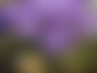 ENCHANTING MOON GARDENS: EMBRACING NIGHT-BLOOMING PLANTS