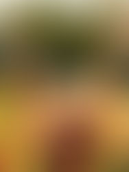 THE HEALTH BENEFITS OF SPENDING TIME IN NATURE