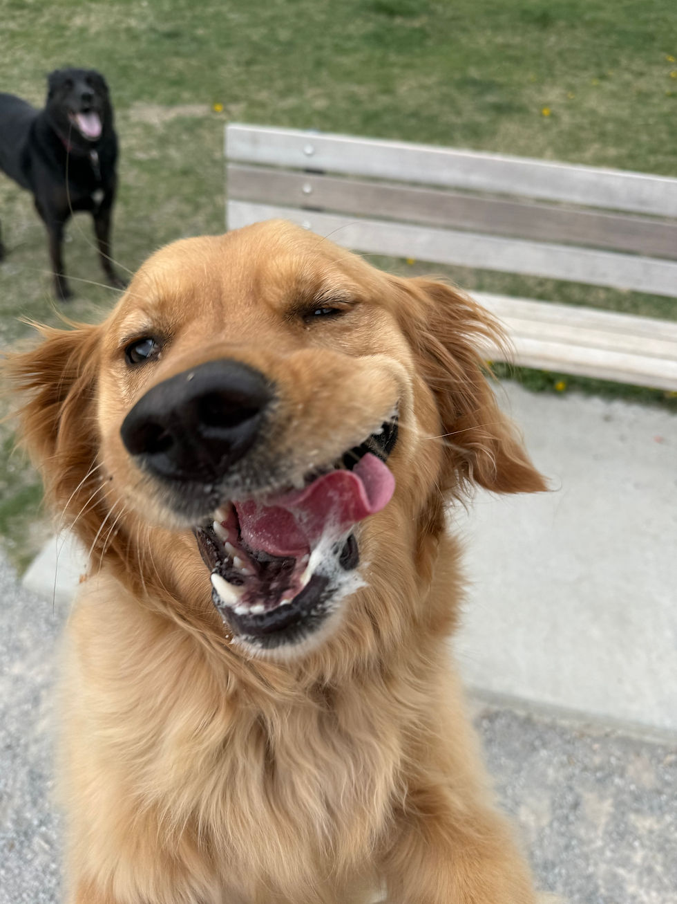 off-leash fenced dog park. Doggy daycare, doggy field trip