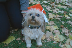 Oct 27, 2016 Beginner Graduat