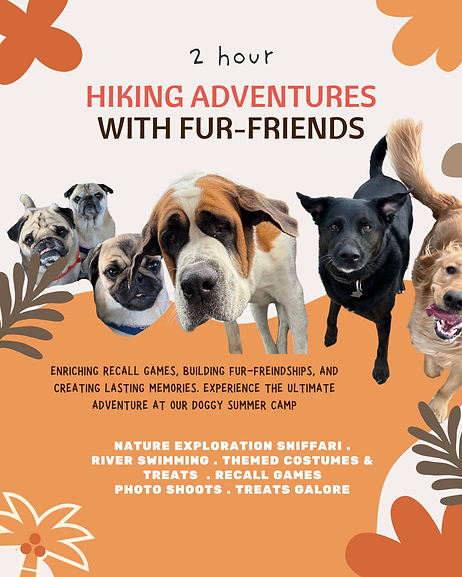 Pack hikes in Lethbridge, dog walking Lethbridge, doggy summer camp Lethbridge, group pack