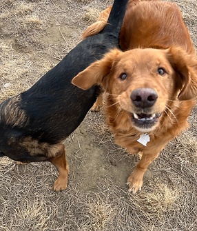 Golden retriever funny face