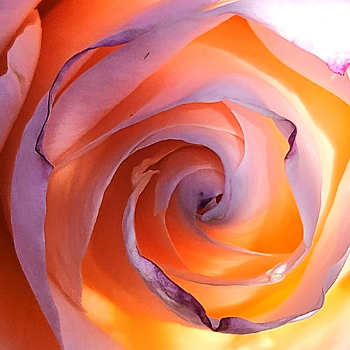 Orange Rose 2.jpg