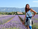 Lavender, Lavandin, and Spike Lavender Essential Oils -- What's the Difference?