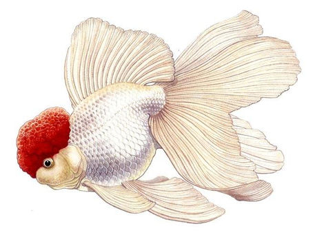 Red Cap Oranda