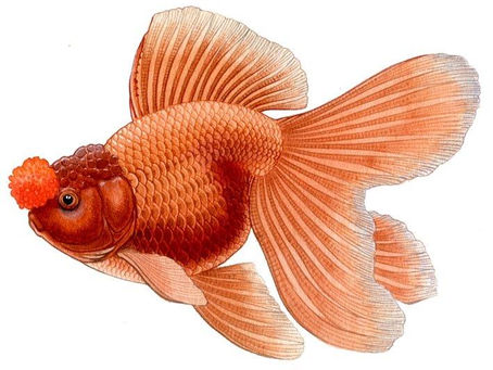 Oranda