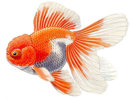 Telescope Oranda
