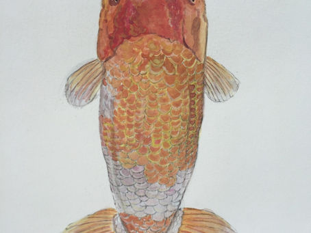 Top View Ranchu