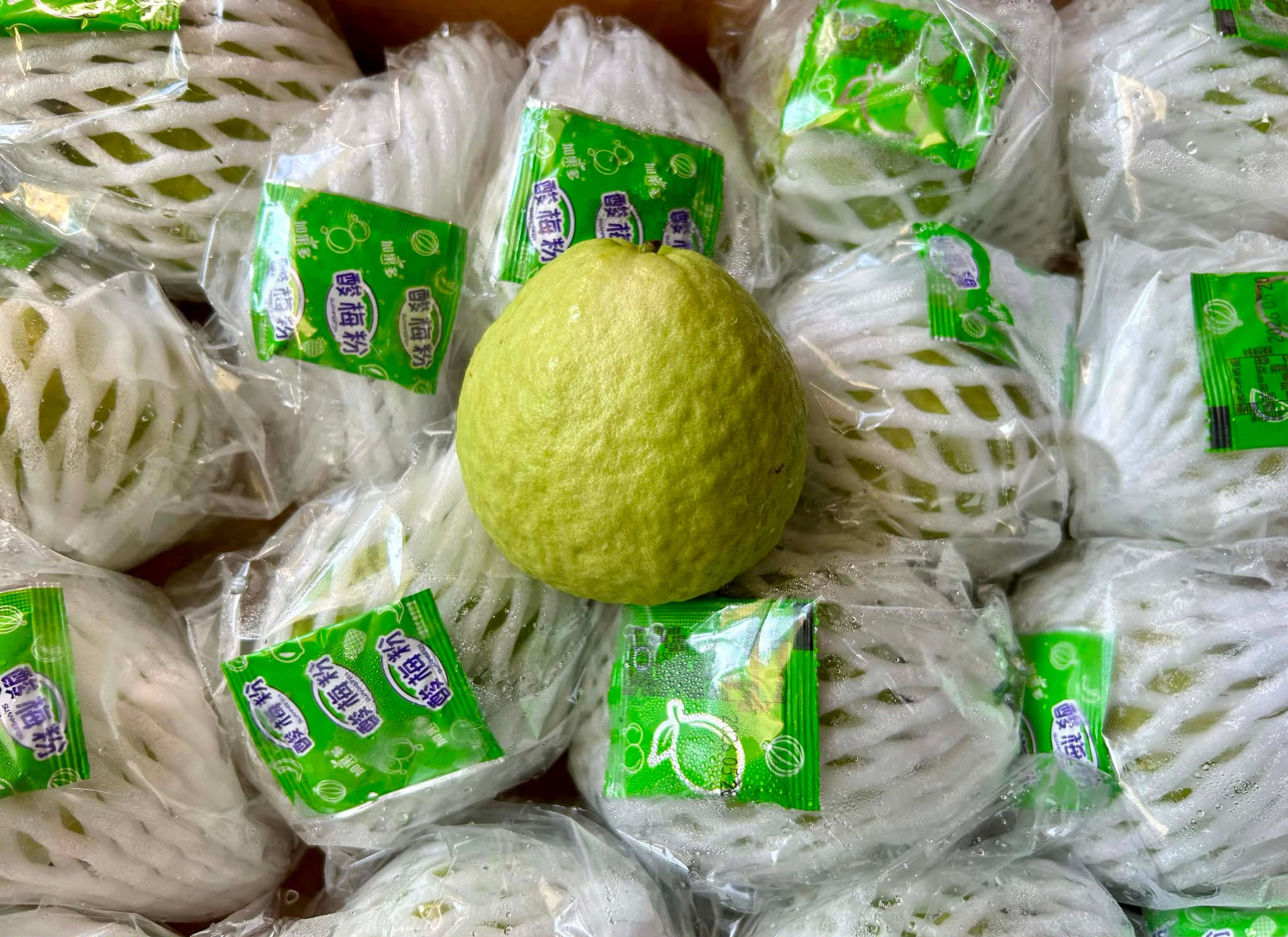 TAIWAN Red Guava 
