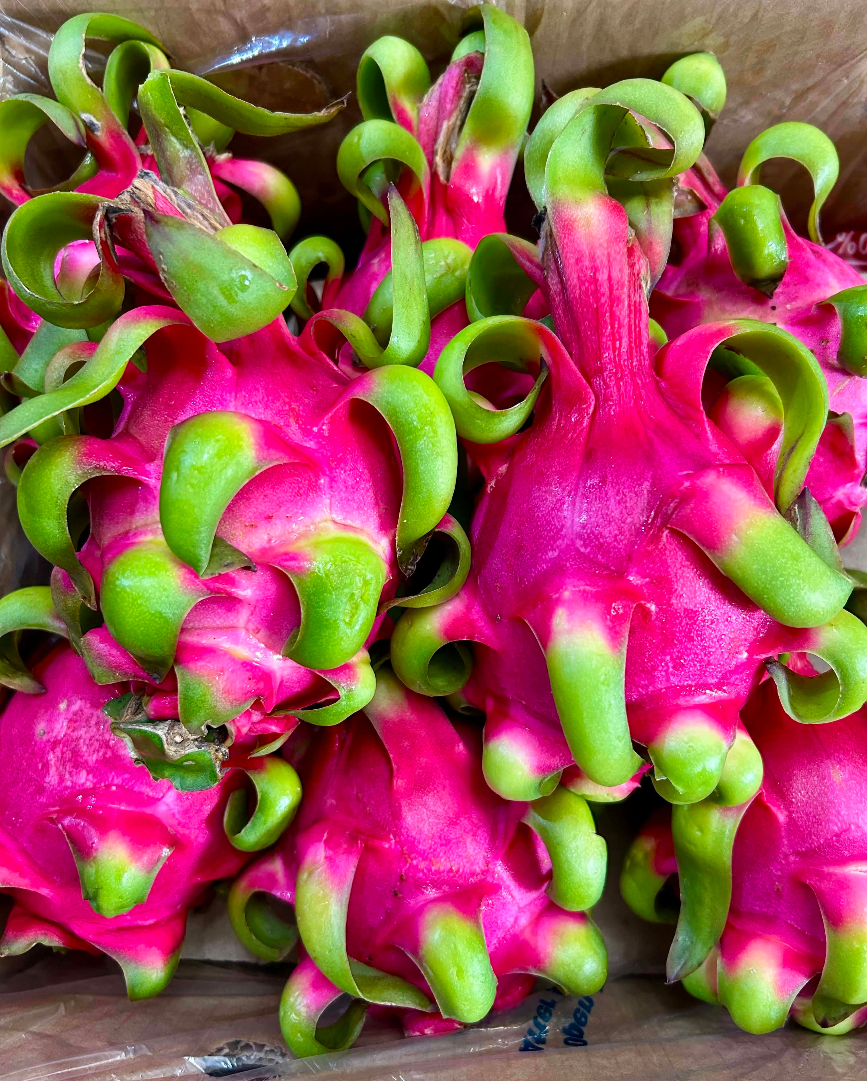 Red Dragonfruit