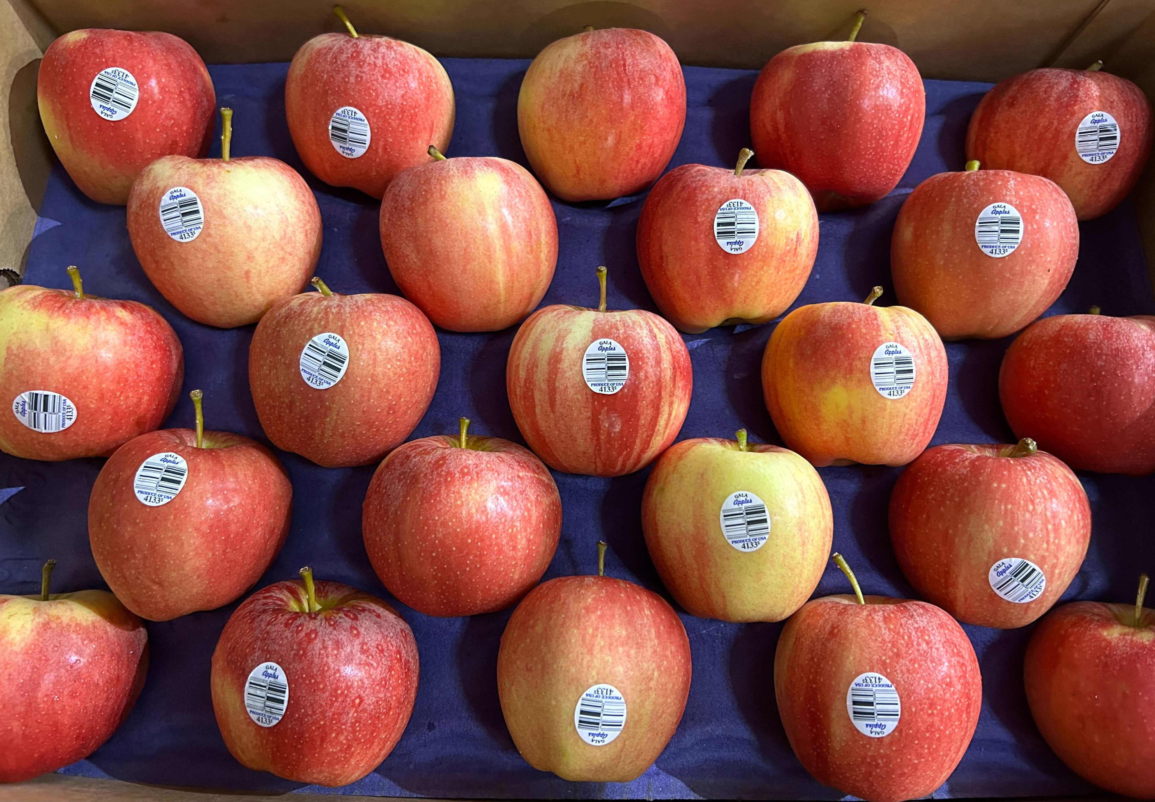 US Royal Gala Apple