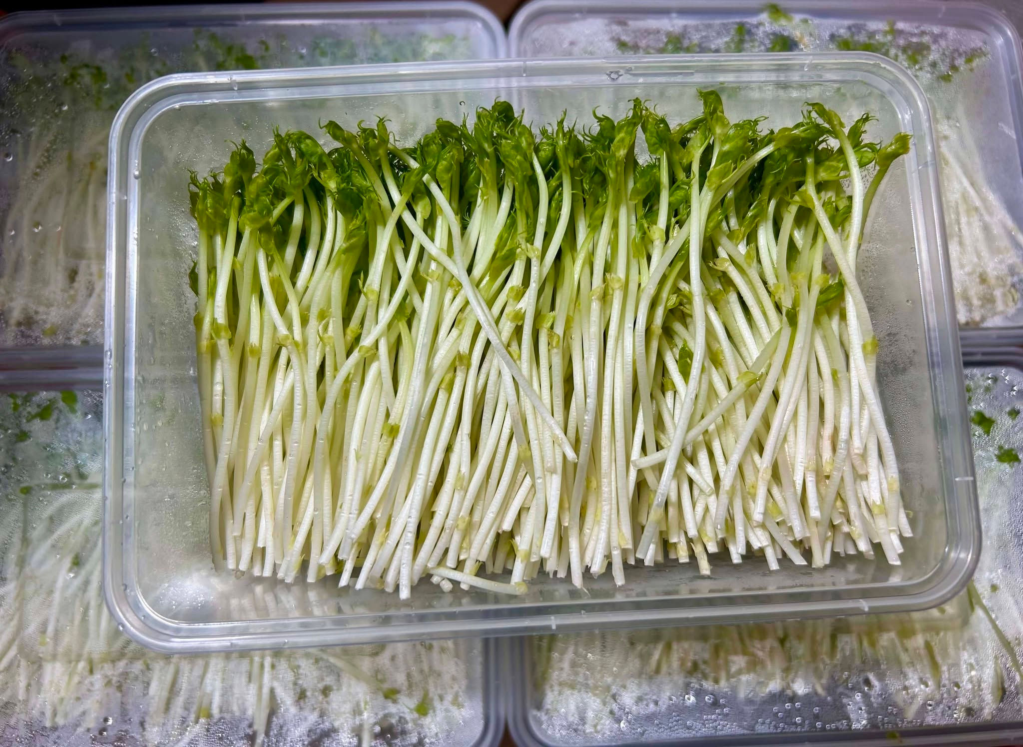 Tao Miao (Pea Sprout)